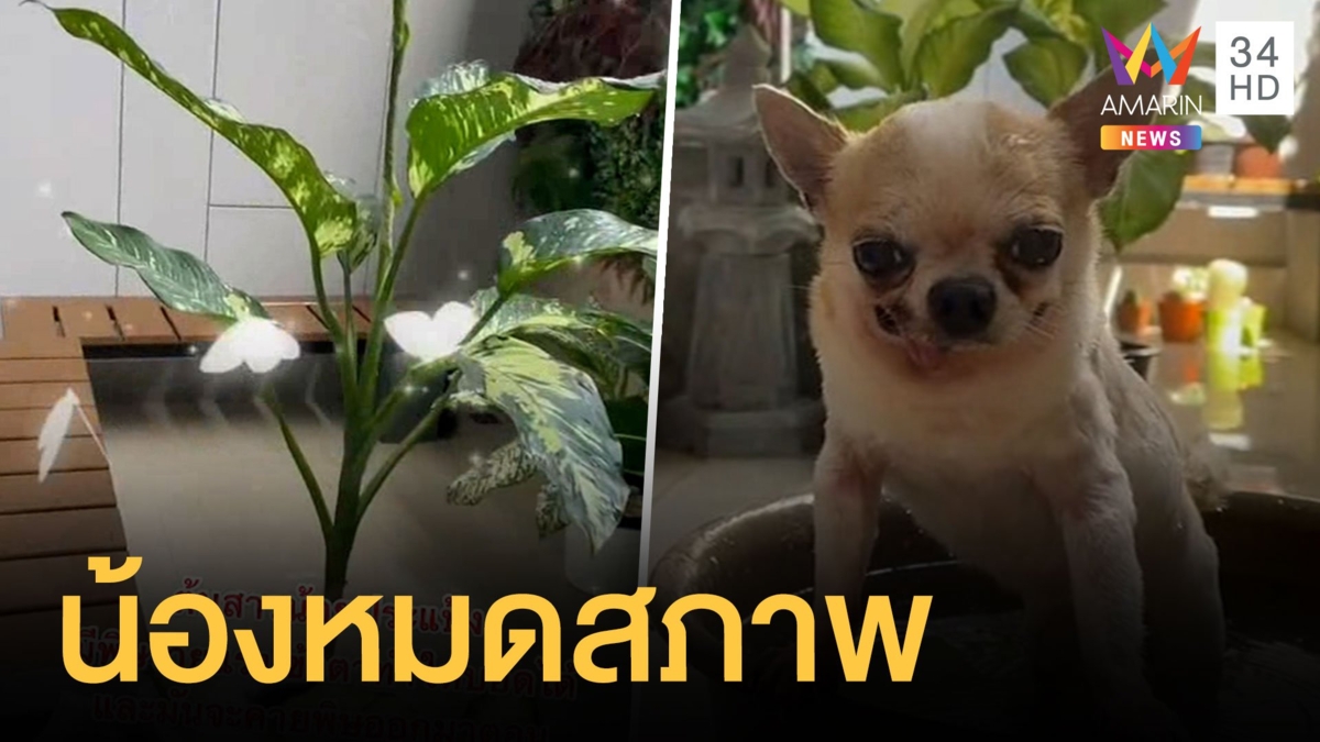สั่งต้นสาวน้อยปะแป้งมา หมาเจ้ากรรมดันแพ้ยาง ต้องพบแพทย์ด่วน