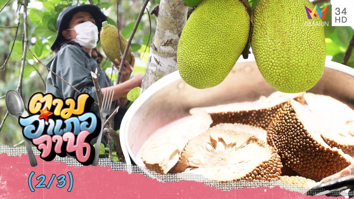 ปีนเก็บขนุนอ่อน ในสวนส้มเกลี้ยง