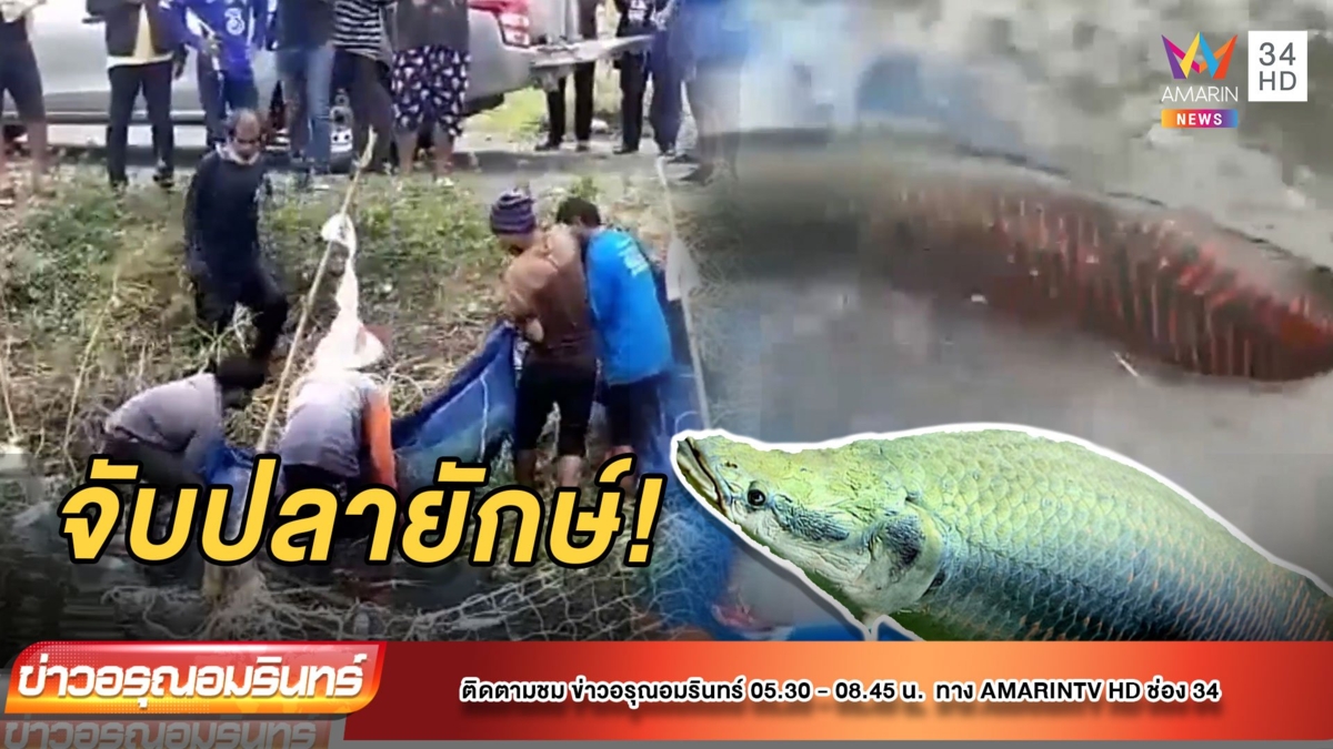 ตะลึง! ชาวบ้านแห่ล้อมจับ “ปลาช่อนอเมซอน” ตัวใหญ่เท่าคน