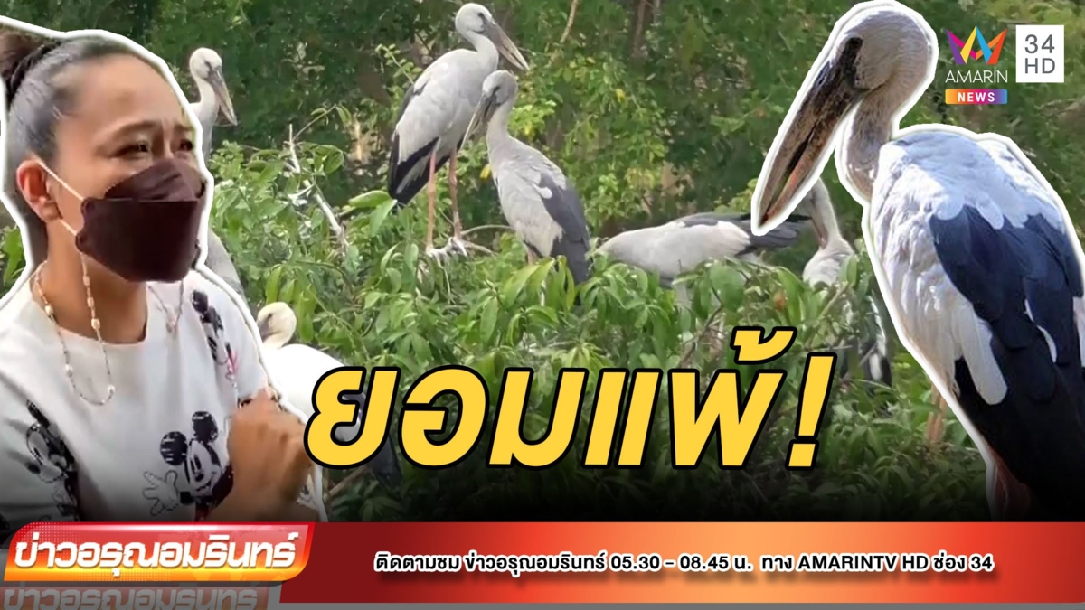 ถอดใจ! ขายสวนมะม่วง 125 ไร่ หนีนกปากห่างนับแสนตัว