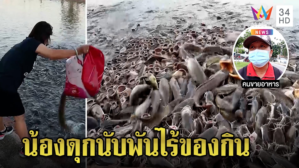 สุดสยอง! ปลาดุกนับพันแย่งอาหารกลางบ่อ พ่อค้ายิ้มรายได้งามเผยที่มาคนใจบุญปล่อย