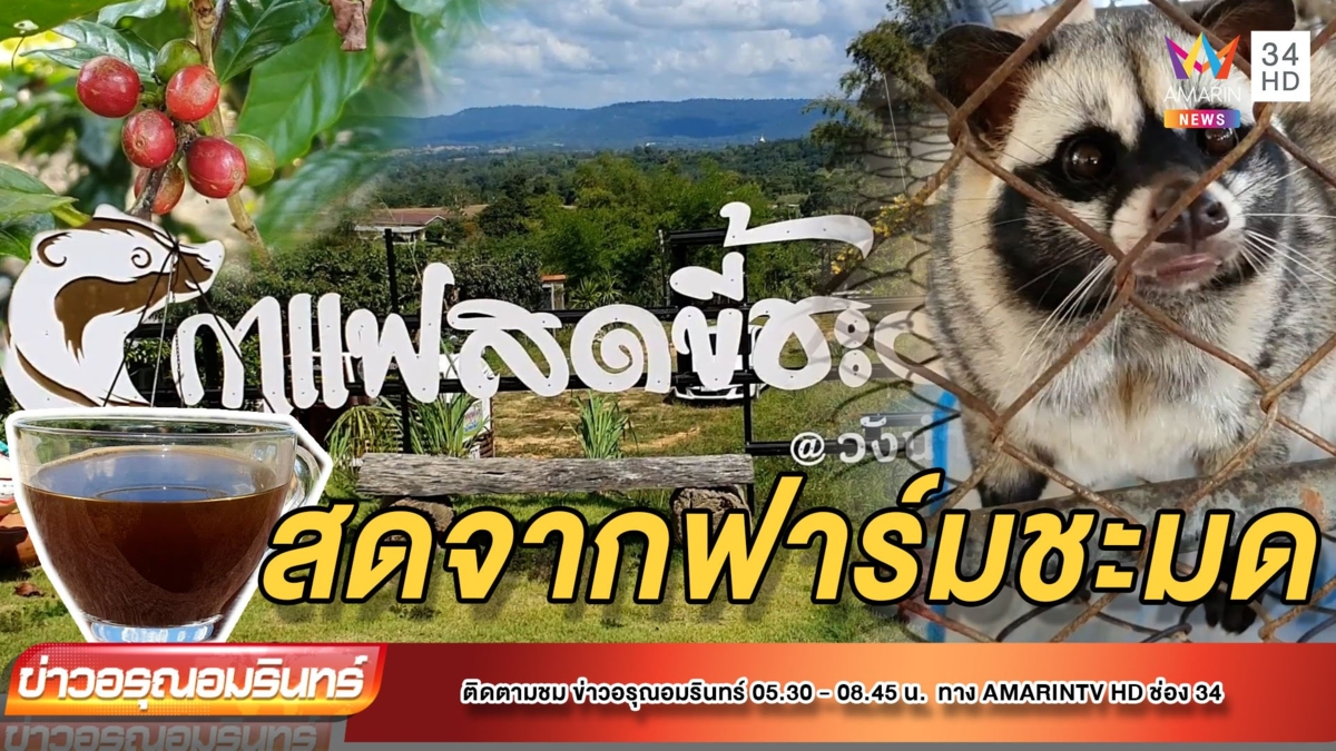 หนาวนี้ชิม “กาแฟขี้ชะมด” แห่งแรกวังน้ำเขียว