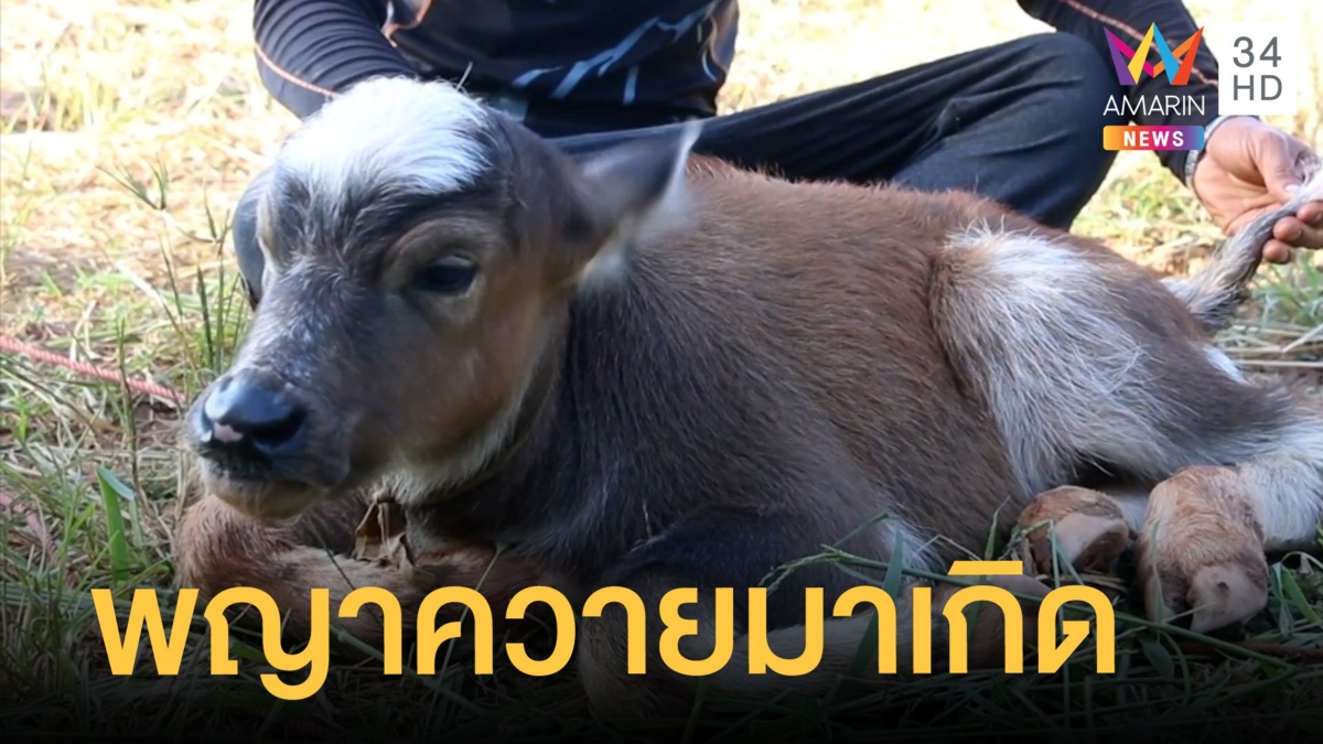 ลูกควายเกิด 5 วันราคาครึ่งล้าน ที่แท้พญาควายมาเกิด