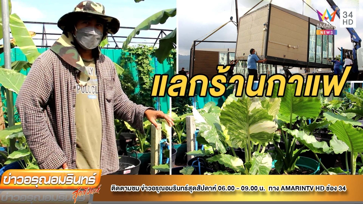 ฮือฮา! หนุ่มระยองยกร้านกาแฟมาแลกบอนหูช้างด่างขาว