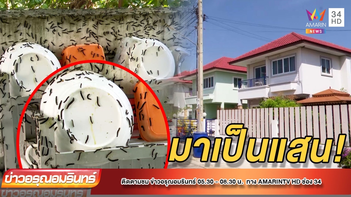 ขนลุก! กองทัพหนอนดำนับแสนบุกบ้าน เร่งฉีดยากำจัด