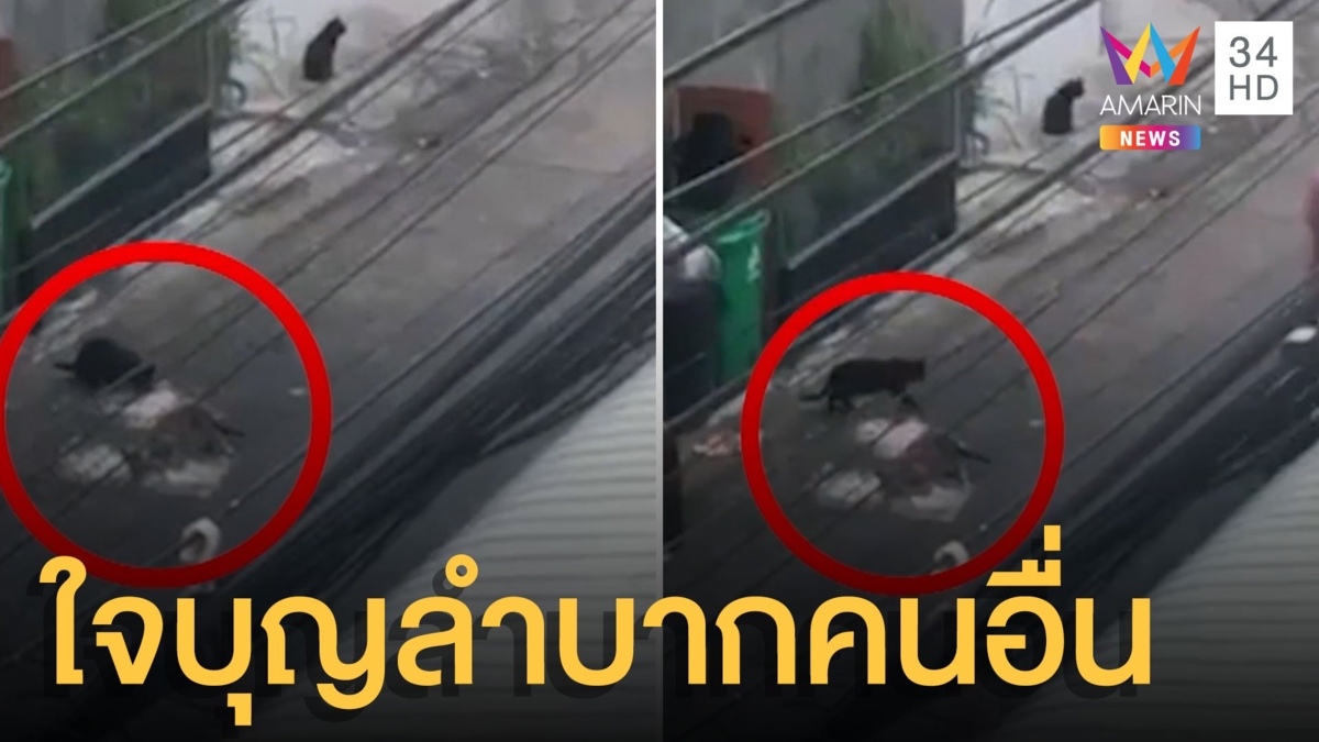เพื่อนบ้านให้อาหารแมวจรหน้าบ้าน แมวขี้ฉี่เหม็นหึ่ง