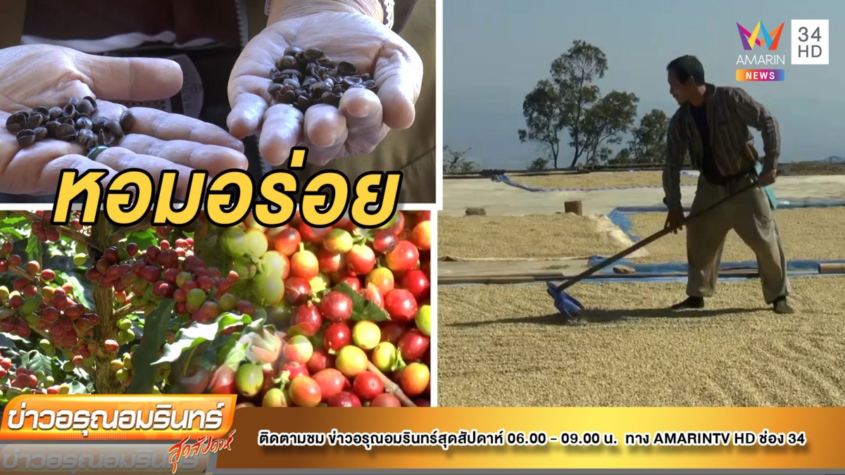 หนุ่มปลูกกาแฟรายได้งาม 4 แสนต่อปี