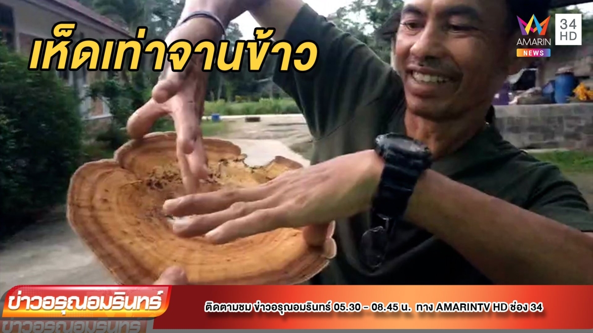 ตะลึง! “เห็ดยักษ์” โผล่ซากตอไม้ พิษแรงถึงชีวิต