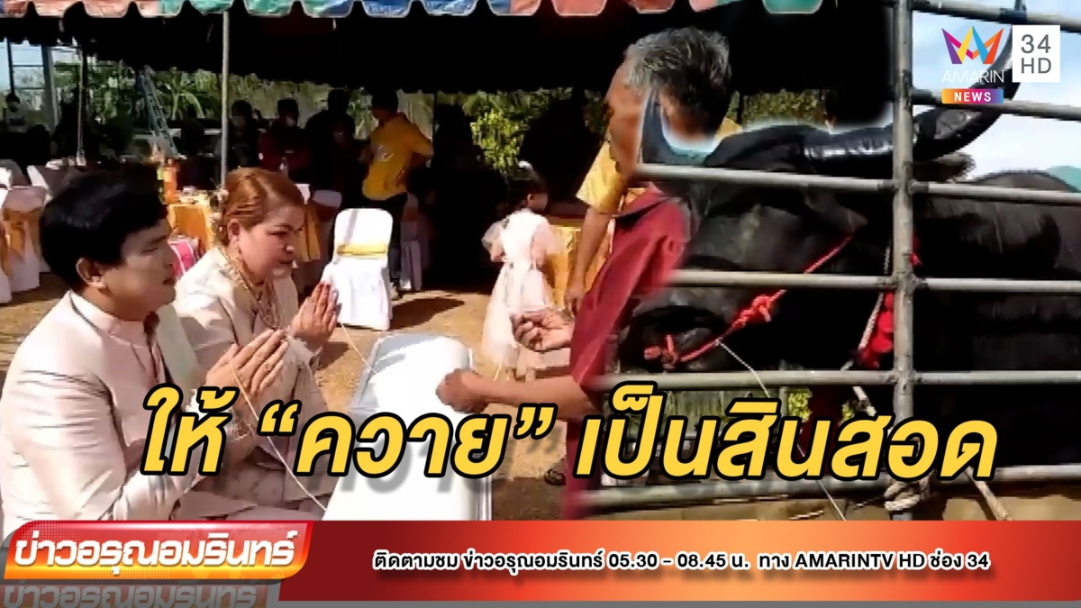 ชื่นมื่น! สู่ขอสาวด้วยควายงามราคาหลักแสน แขกร่วมงานเฮลั่น