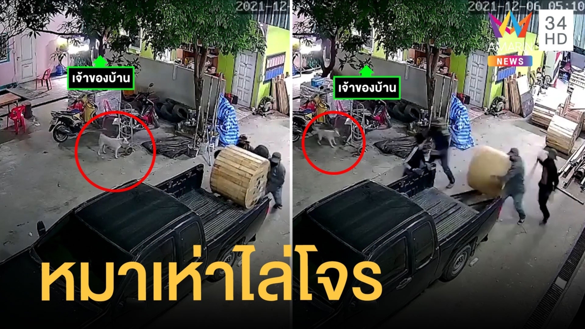 เจ้าหมาฮีโร่เห็นโจรขโมยของ เห่าโวยวายจนโจรเผ่นหนี