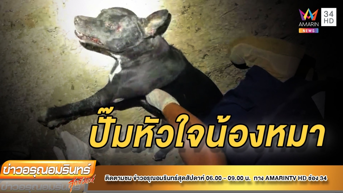 ชื่นชม! กู้ภัยเร่งปั๊มหัวใจช่วยชีวิตน้องหมาถูกรถชนจนฟื้น