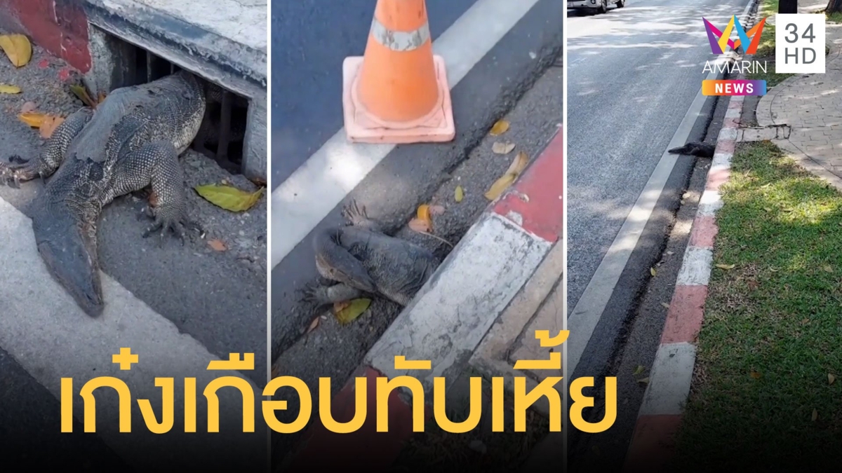 ตัวเหี้ยติดท่อระบายน้ำ หนุ่มเอากรวยกั้นเก๋งขับชนเกือบทับ