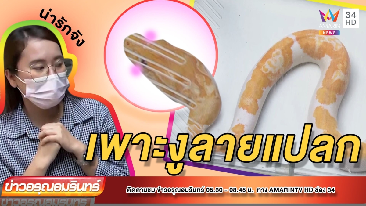 เจ๋ง! เพาะพันธุ์ “งูเหลือม-หลาม” ลายแปลก ราคาสูงแตะ 2 แสน