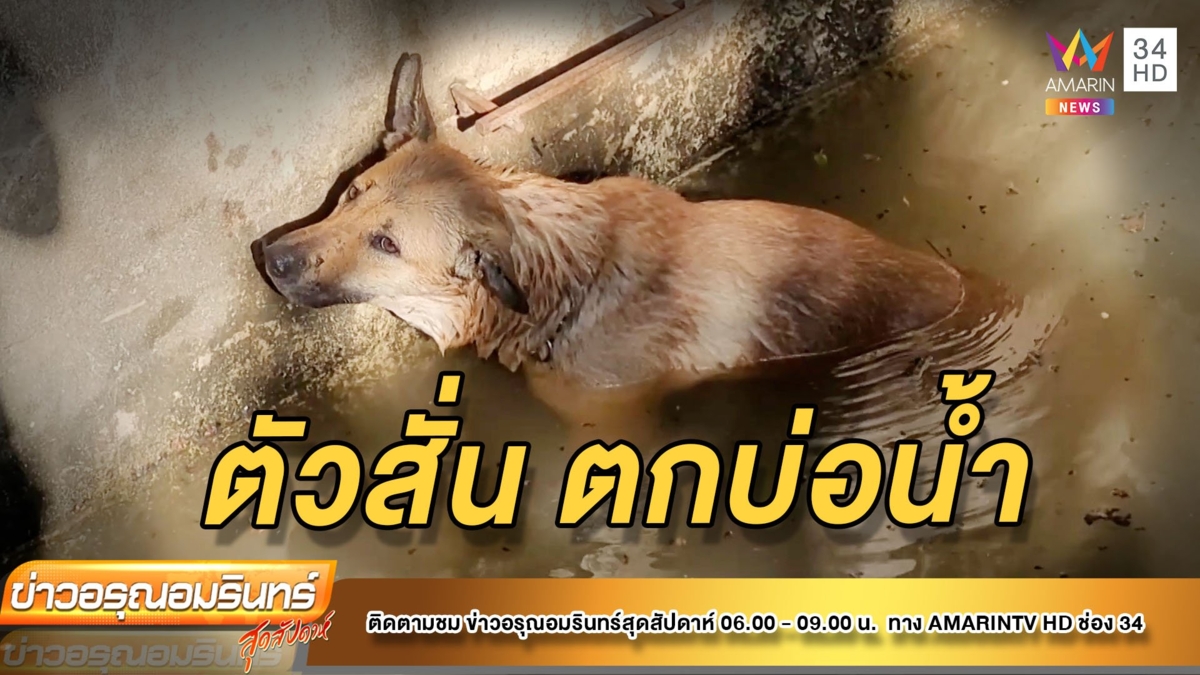 ช่วยหมาวิ่งหนีพลุเคานต์ดาวน์ ตกบ่อน้ำลึก 10 เมตร