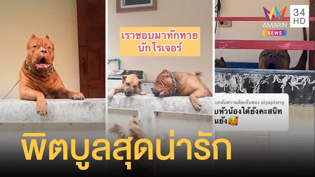สาวรีวิวพิตบูลข้างบ้าน น่ารักจนไม่กล้าใกล้
