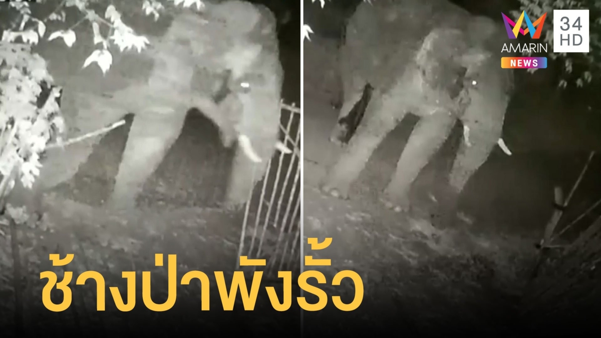 ช้างป่าโมโหหิวบุกพังประตูรั้วบ้าน กำแพงโรงเรียนพังยับ