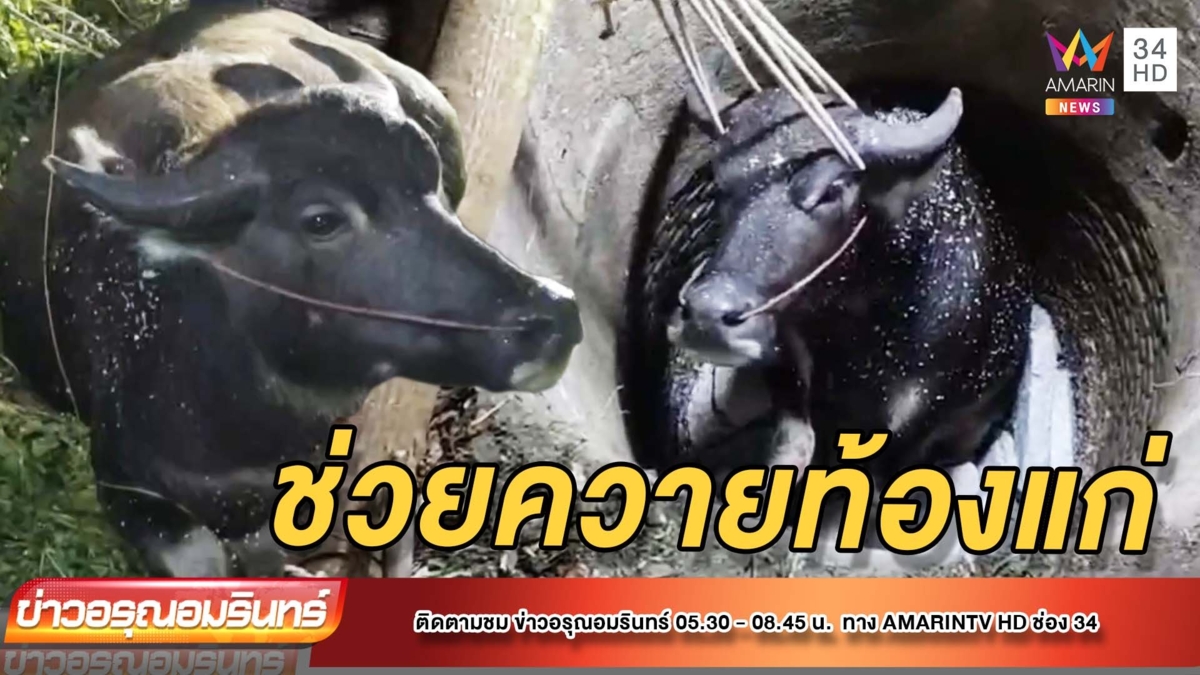 ชาวบ้านนับ 10 ช่วยชีวิต ควายท้องแก่พลัดตกบ่อ