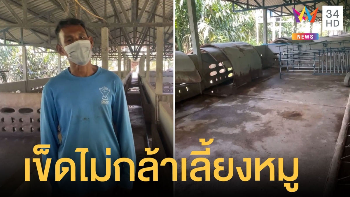 ฟาร์มเลี้ยงหมูร้าง โรคระบาดทำหมูตาย เกษตรกรไม่กล้าเลี้ยงส่งราคาแพง