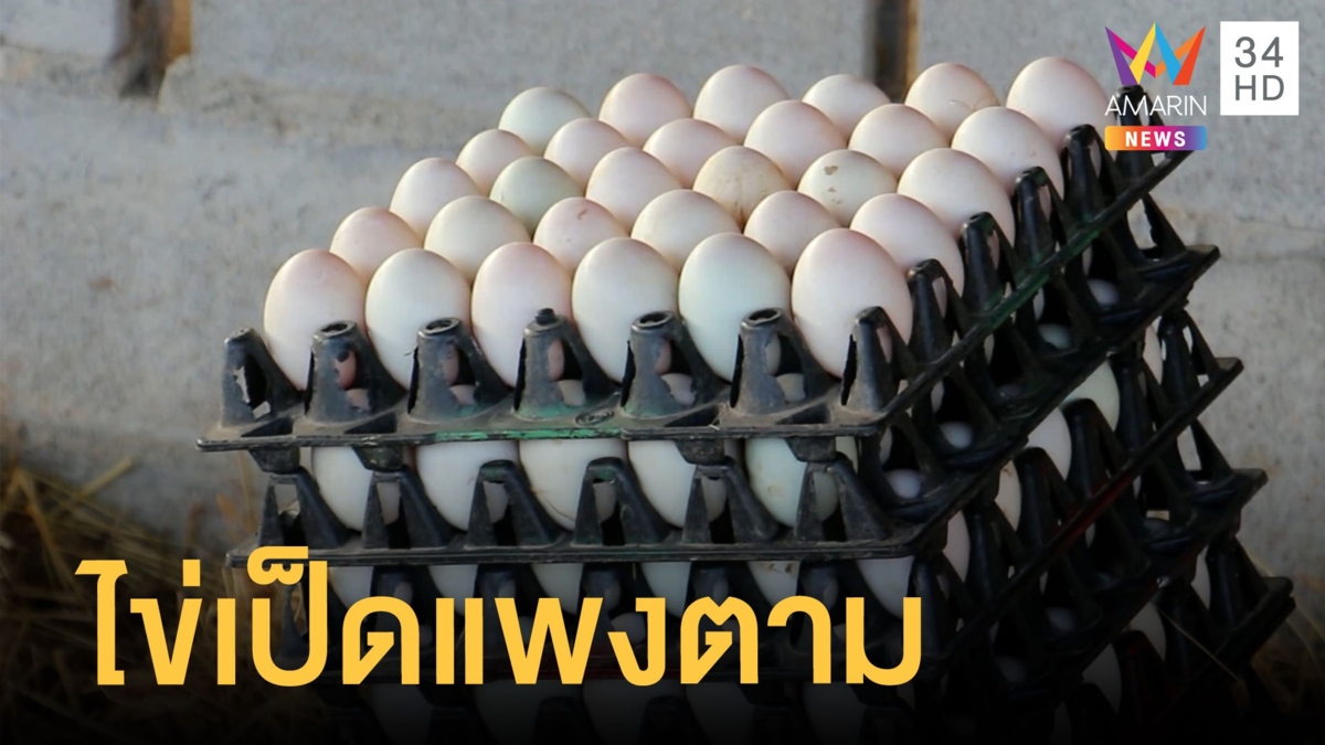คนเลี้ยงเป็ดโอด ค่าอาหารสัตว์แพงต้องขึ้นราคาไข่เป็ด