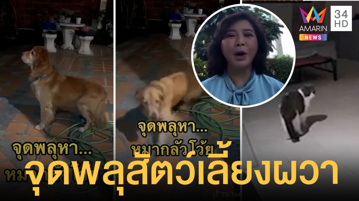 จุดพลุปีใหม่ หมา-แมว ตกใจหนัก พิธีกรดังขอ จนท.ควบคุม