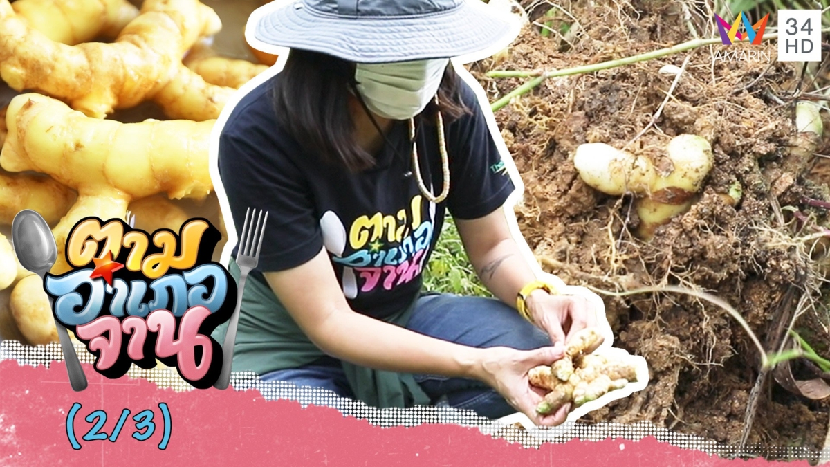 แบกจอบไปขุด ว่านม่วง