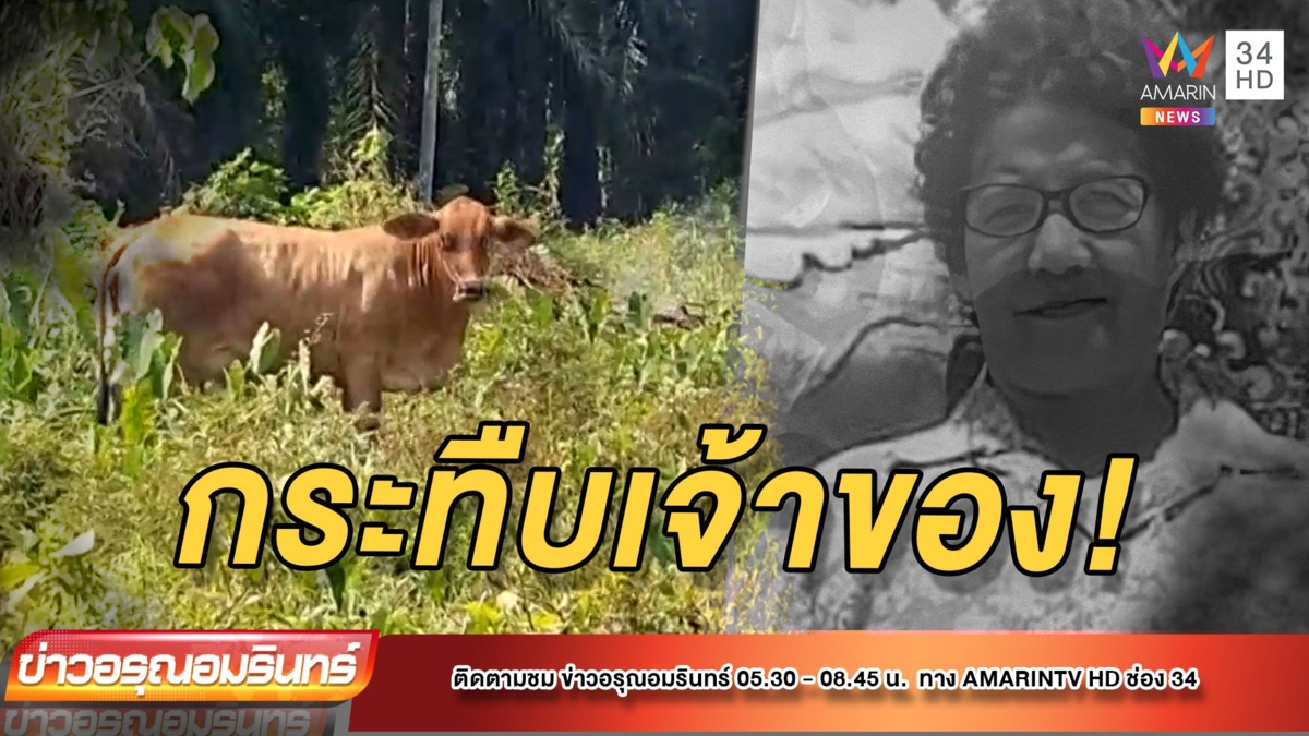 สลด! วัวแม่ลูกอ่อนกระทืบสาวใหญ่