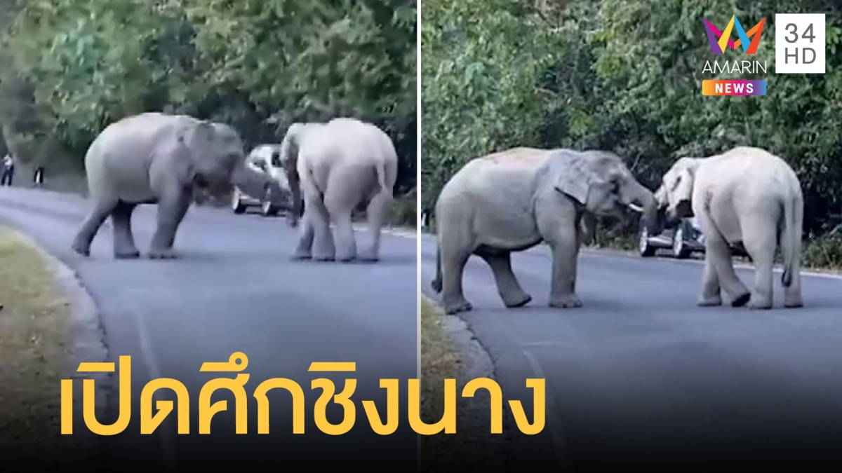 ระทึกช้างหนุ่มเขาใหญ่ เปิดศึกชิงนางกลางถนน