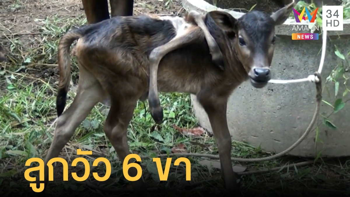 ตัวนี้ไม่ขาย น้องปีใหม่ ลูกวัว 6 ขา เชื่อเกิดมาให้โชค
