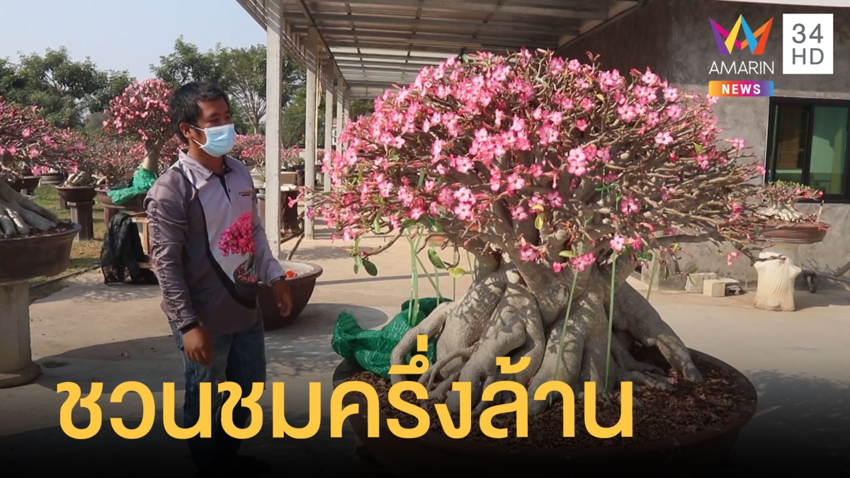 ต้นชวนชมครึ่งล้านบาท ออกดอกบานสะพรั่ง