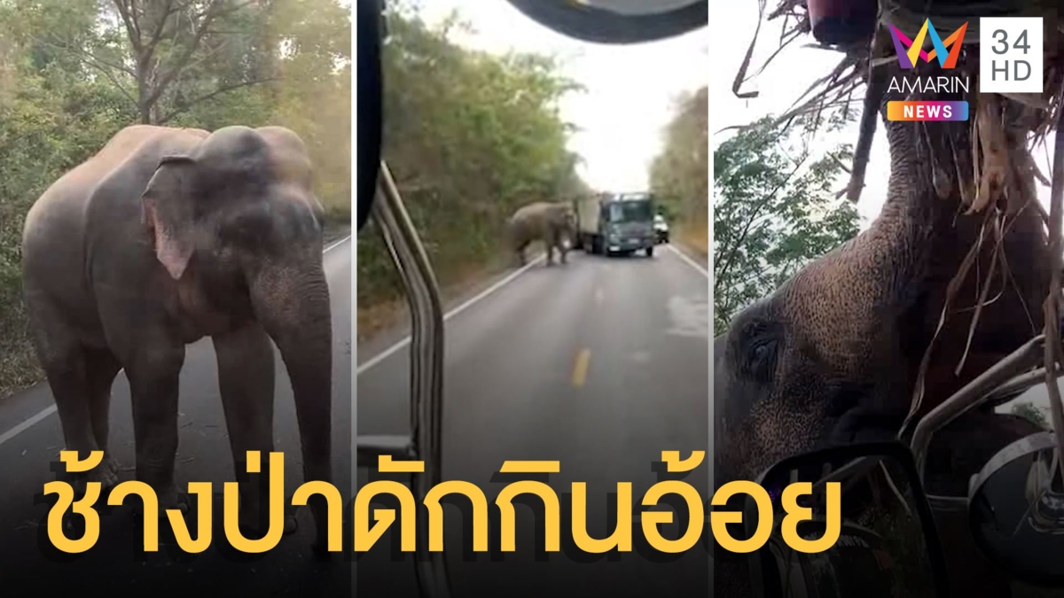 พี่ใหญ่ช้างป่าเขาอ่างฤาไน ตั้งด่านเก็บส่วยรถบรรทุกอ้อย