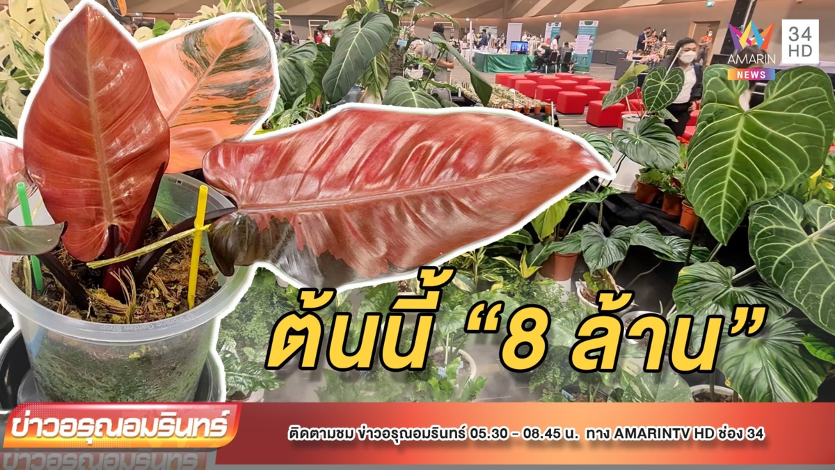 สู้ไหม? “ฟิโลเดนดรอน แบล็ค คาดินัล” 8 ล้าน