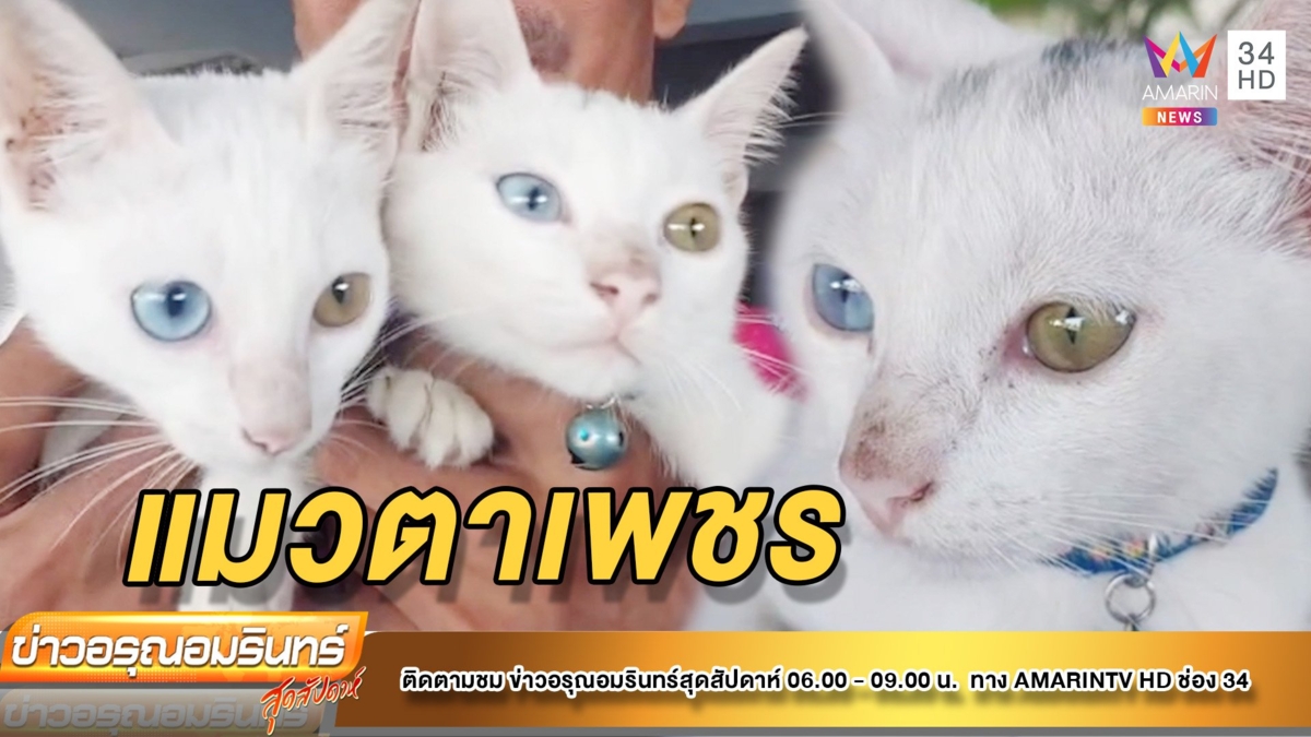 แมวตาเพชร" ชาวบ้านเชื่อเลี้ยงไว้จะให้โชคลาภ