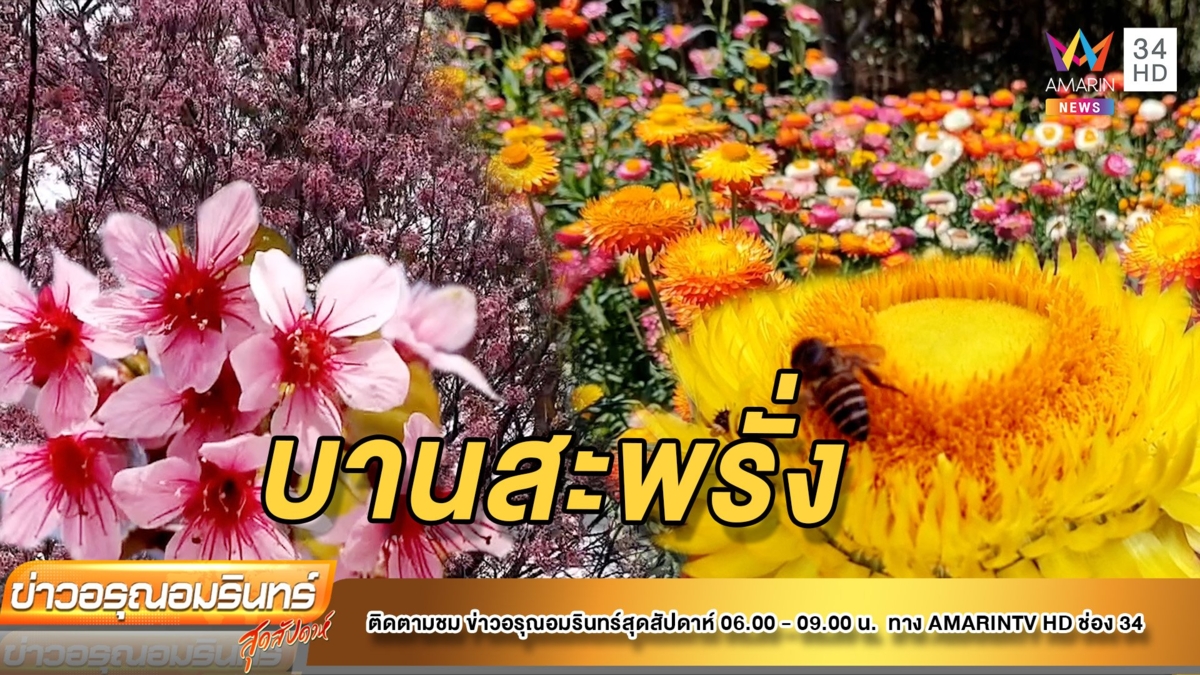แห่เที่ยวทุ่งดอกกระดาษ – นางพญาเสือโคร่ง