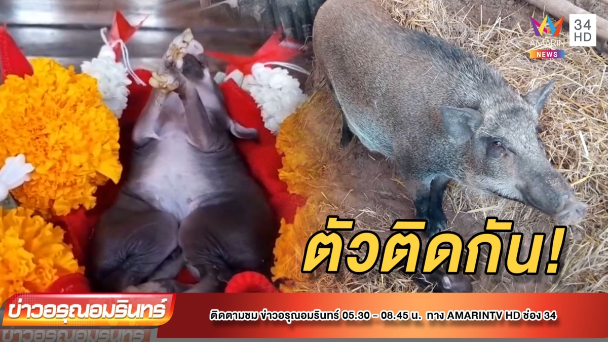แห่ขอโชค! ลูกหมูประหลาดฝาแฝด 1 หัว 8 ขา 4 หู 2 เพศ