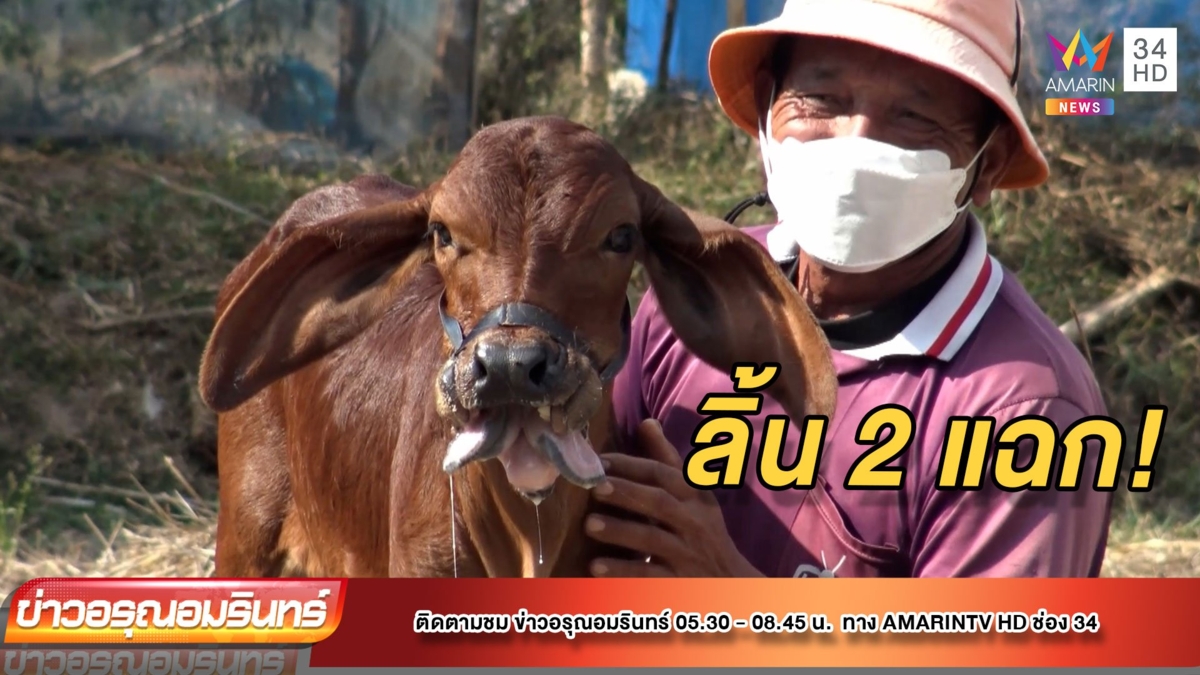 สุดแปลก! “เจ้าบุญหลาย” ลูกวัวมีลิ้นสองแฉก