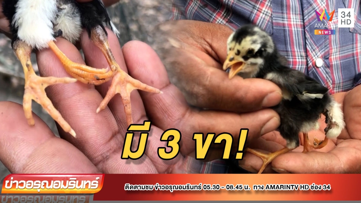 ฮือฮา! ลูกไก่3ขา เจ้าของเชื่อให้โชค