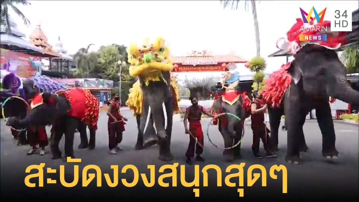 สีสันตรุษจีนสวนนงนุชโชว์ ช้างเชิดสิงโต เต้นสะบัดงวงสนุกสุดๆ