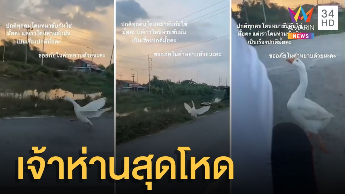 ห่านโหดวิ่งไล่มอเตอร์ไซค์ชาวบ้าน ชาวเน็ตบอกมันร้ายมาก