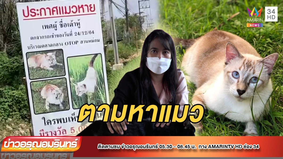 สาวร่ำไห้! ให้ 5,000 ตามหา “เต้าหู้” แมวตัวโปรด