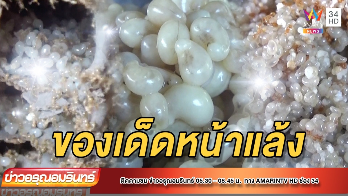ฤดูล่าเมนูเด็ดหน้าแล้ง “ไข่แมงมัน” โลละ 2,000 บาท