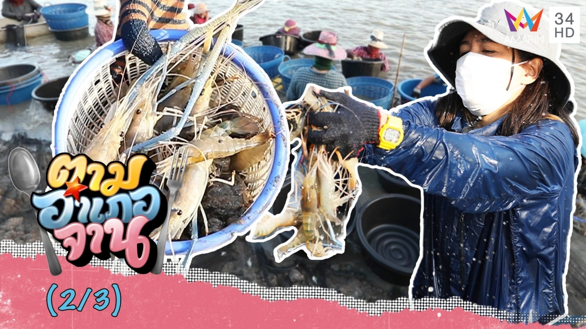 ลงบ่อส่องวิธีแยก กุ้งก้ามกราม