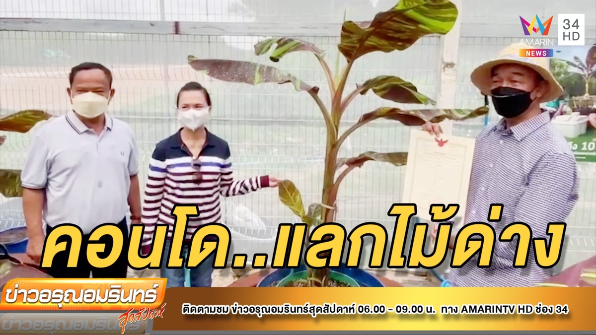 ฮือฮา! หอบโฉนดคอนโดหรู หัวหิน แลกกล้วยด่างแดงอินโด มูลค่า 3 ล้านบาท