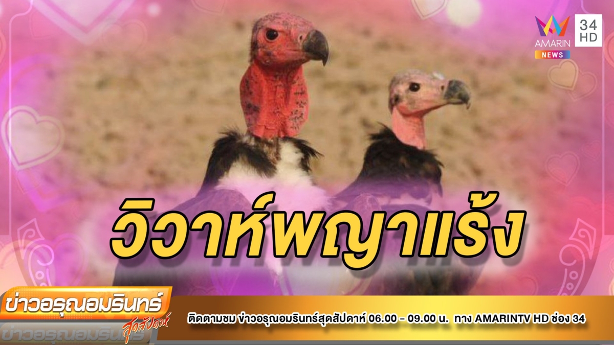 ชื่นมื่น‘วิวาห์พญาแร้ง’ครั้งแรกของโลก