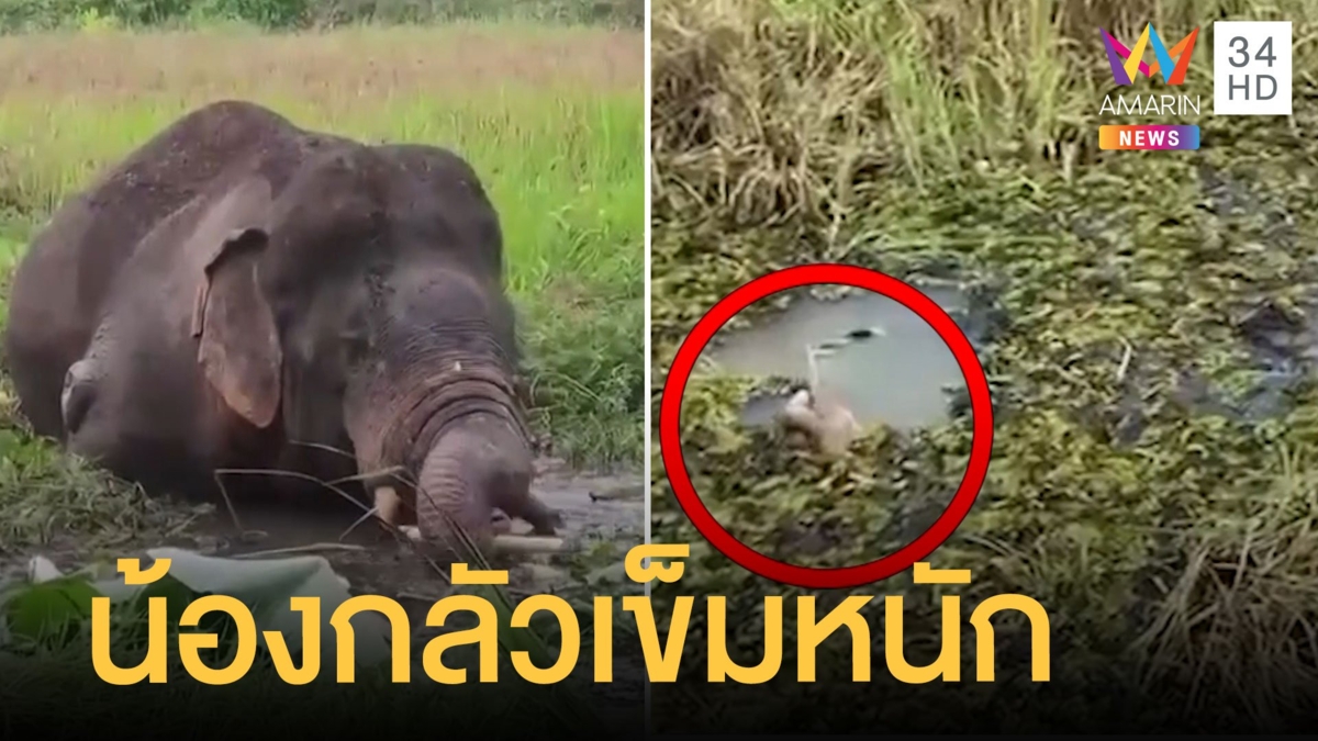 "เจ้าโค้ก" ช้างป่ากลัวหมอมาก วิ่งหนีลงน้ำแถมดำน้ำพรางตัว