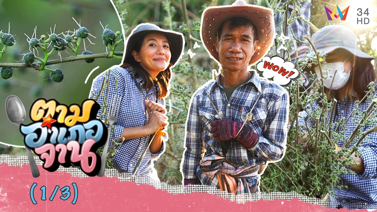ลัดเลาะแปลงผักตามหา สะแล ผักพื้นบ้านเมืองเหนือ จ.ตาก