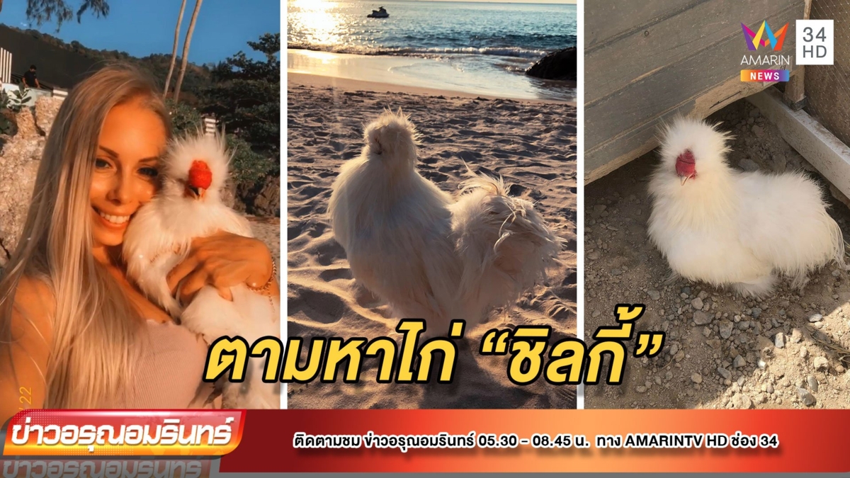สาวสวยชาวโปรตุเกส ประกาศตามหาไก่ “ชิลกี้” สุดรักหายออกจากบ้าน