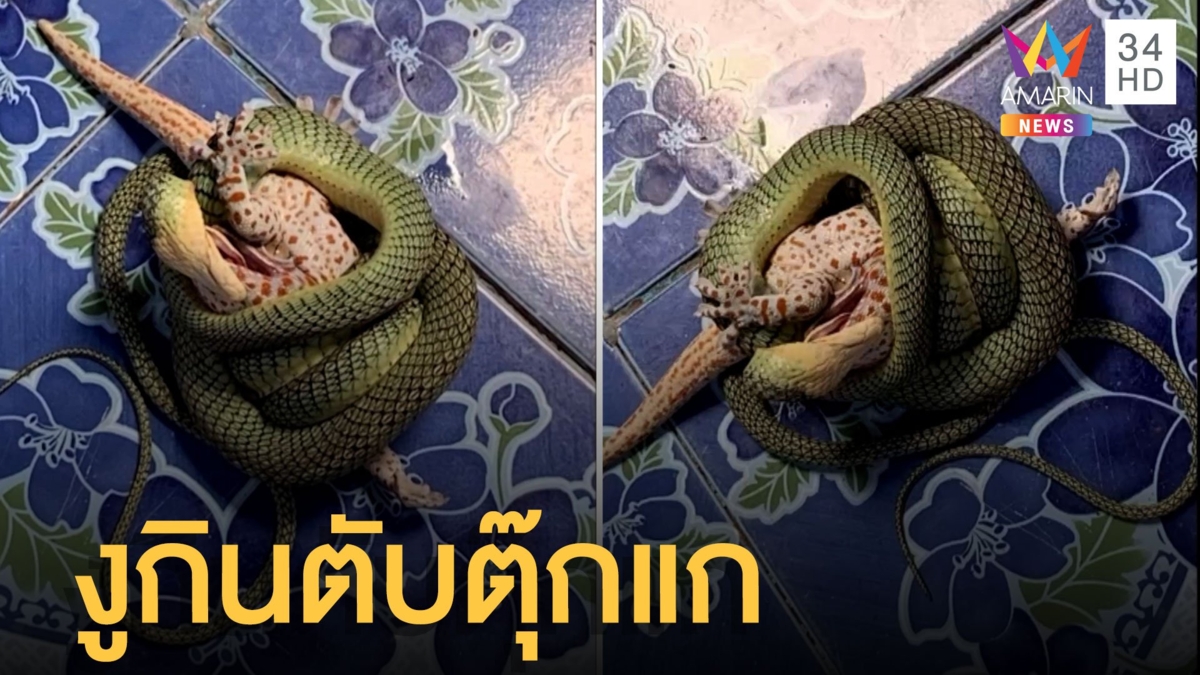 งูเขียวเปิดฉากฟัดตุ๊กแก เจ้าของเอาไม้เขี่ยก่อนแยกวง