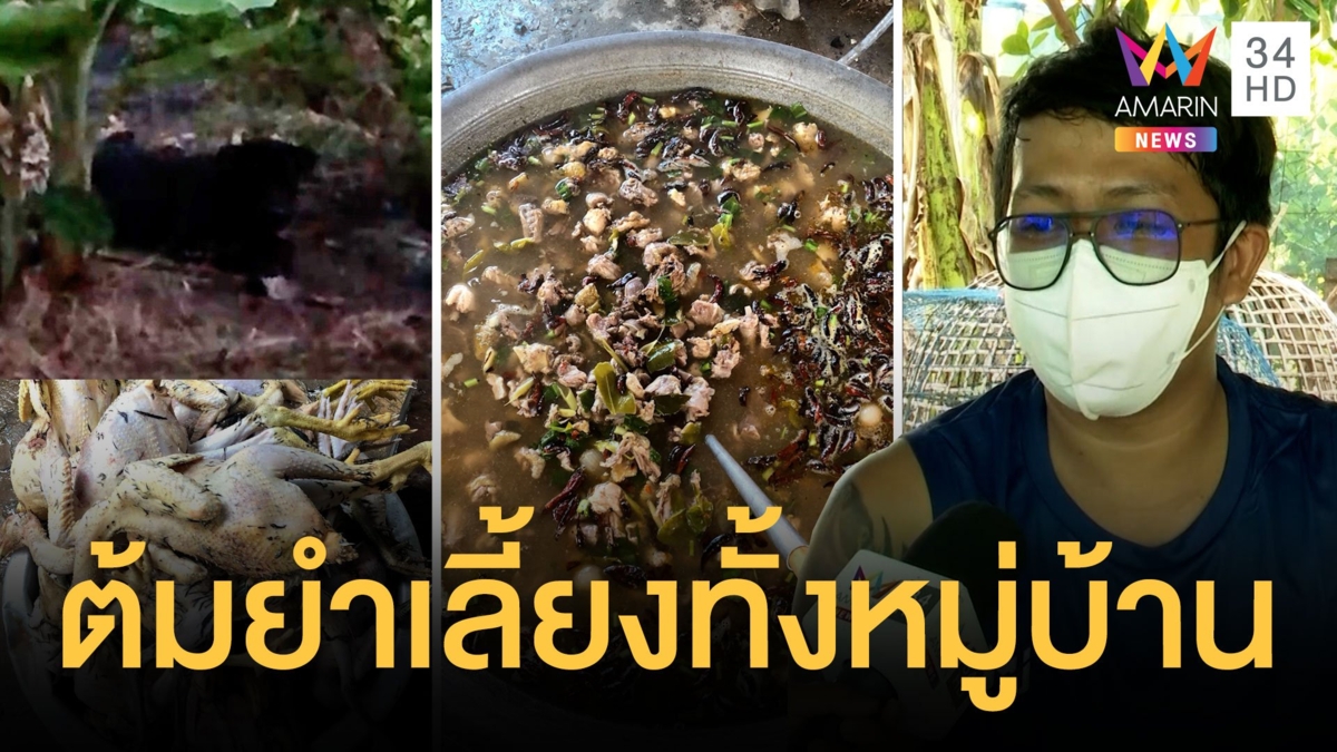 หมาเพื่อนบ้านกัดไก่ชนตาย 34 ตัว ไม่อยากผิดใจกัน ถอนขนต้มยำเลี้ยงทั้งหมู่บ้าน
