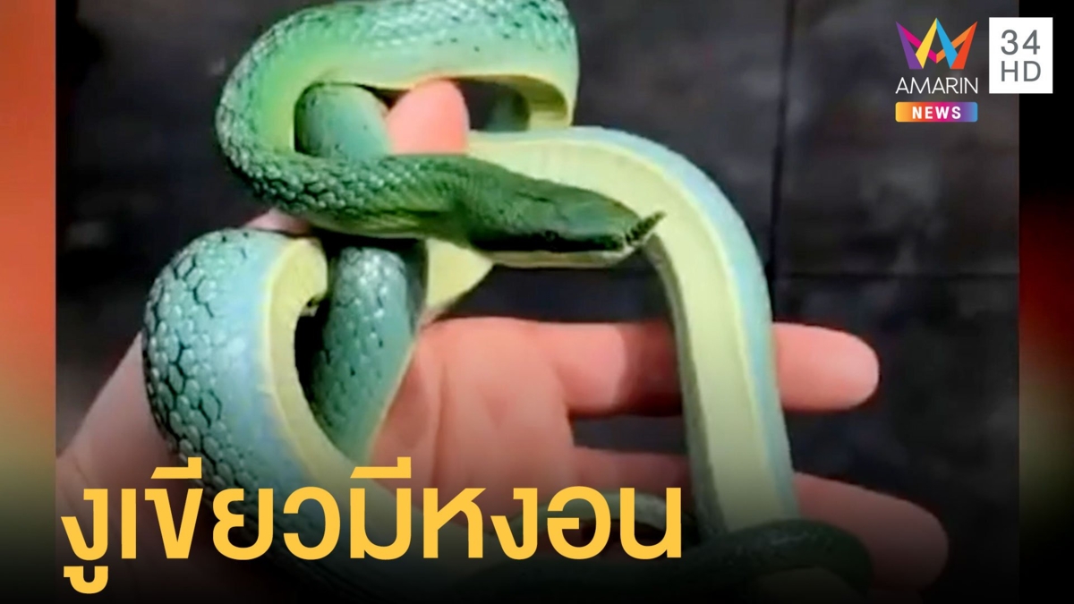 งูเขียวมีหงอนคล้ายพญานาคเกล็ดสีเขียวสวยมาก ที่แท้มันคืองูเขียวมีหงอน