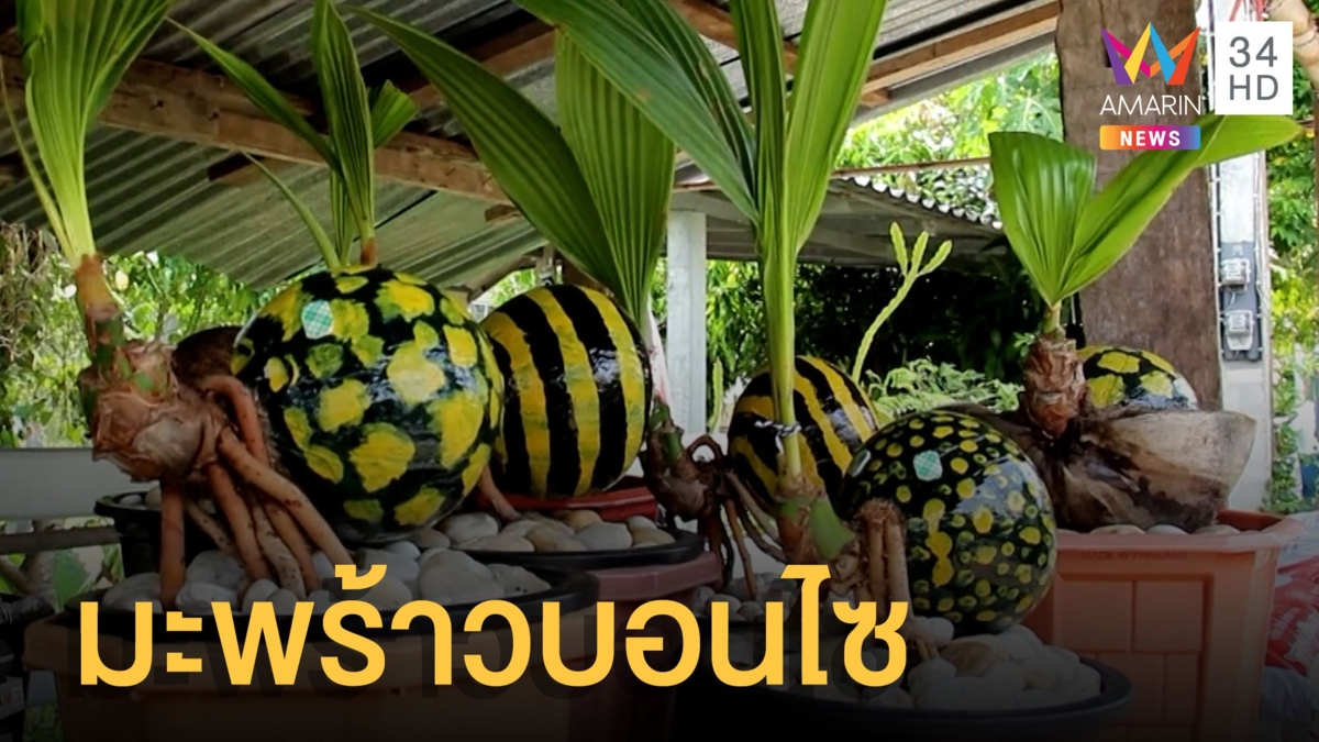 ไอเดียแปลกปลูกต้นมะพร้าวบอนไซ นำมาตกแต่งสีขายได้ราคาดี